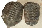 Two Austerops Trilobites - Jorf, Morocco #186751-5